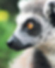raccoon