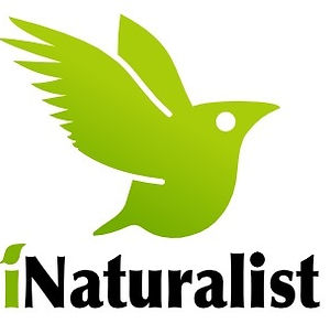 iNaturalist