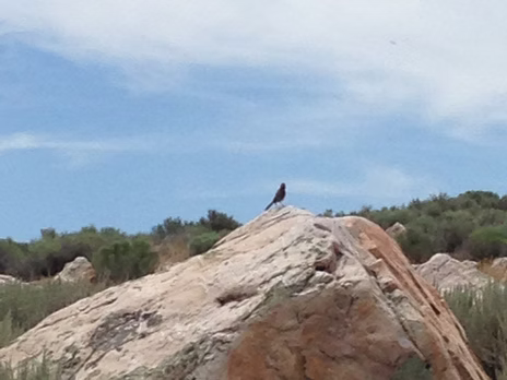First Things First, I’m a Birder