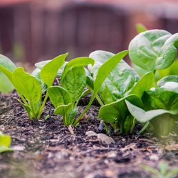 Tips and Tricks for Spring Gardening in Nevada