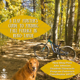 A Leaf Hunter’s Guide to Finding Fall Foliage in Reno-Tahoe