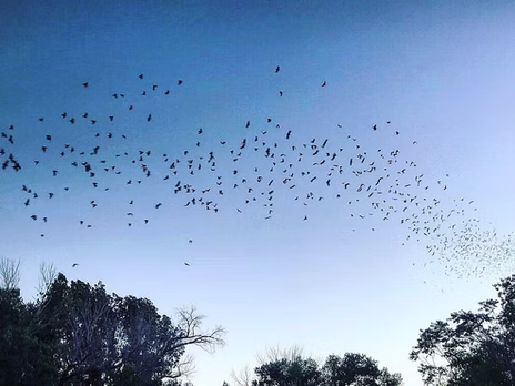 Going Batty: Nevada's Flying Friends