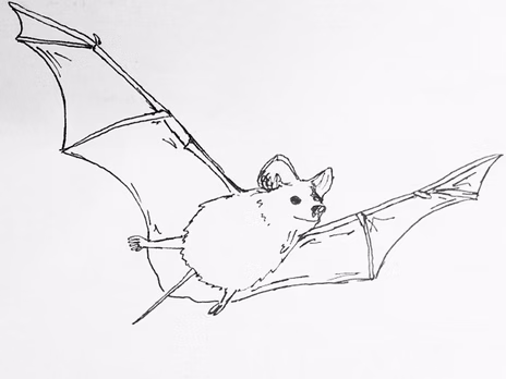 Bats Aplenty, Bats Galore