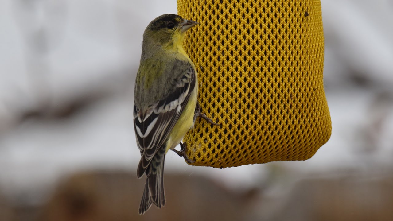Introduction to Backyard Birding
